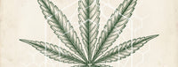 Hemp plant on parchment