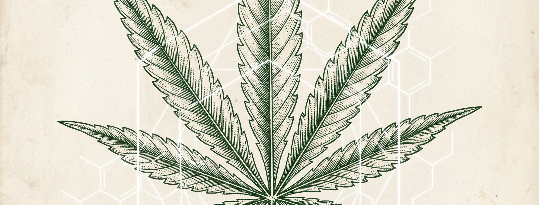 Hemp plant on parchment